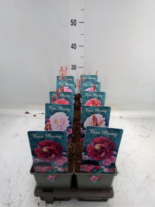 <h4>Paeonia suffruticosa   ...mix</h4>