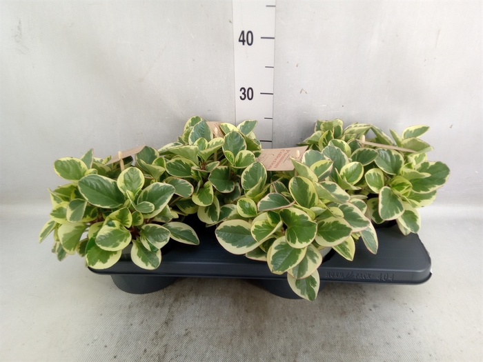 <h4>Peperomia</h4>