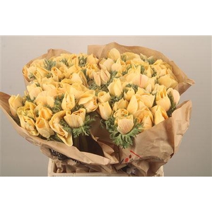 Anemone Powder Pecher