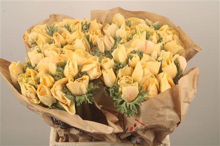 <h4>Anemone Powder Pecher</h4>