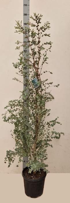 <h4>EUCAL GU AZURA</h4>