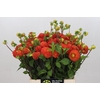 Dahlia Bantlinq
