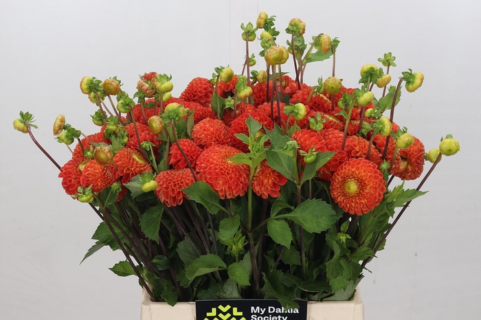 <h4>Dahlia Bantlinq</h4>