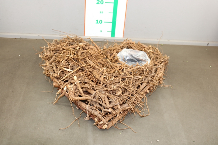 ROOT HEART+PL. NAT. 50CM