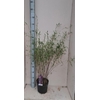 Fargesia (Jiuzhaigou Grp) Deep Purple