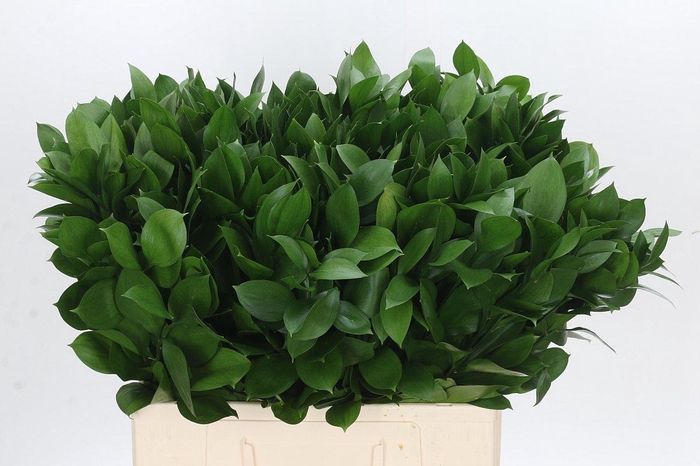 <h4>RUSCUS HYPOPHYLLUM</h4>