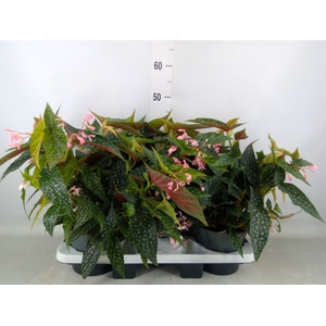 Begonia BD 'Double Dot'