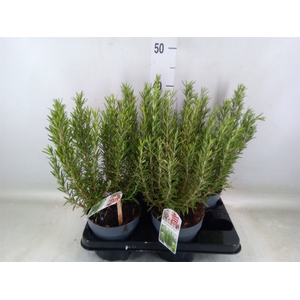 Rosmarinus officinalis   ...