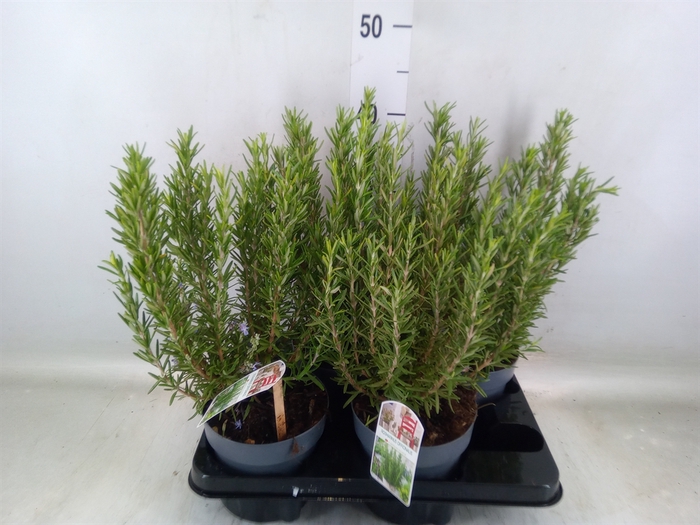 <h4>Rosmarinus officinalis   ...</h4>