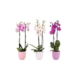 Hugo Blush Mix Phal Mix 2T14+