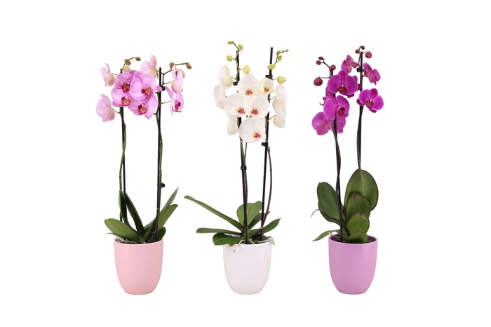 <h4>Hugo Blush Mix Phal Mix 2T14+</h4>