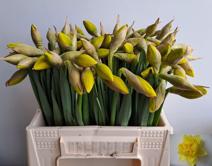 <h4>NARC DU DICK WILDEN</h4>