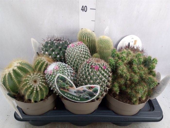 <h4>Cactus   ...mix</h4>