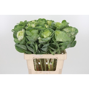 Brassica White Crane