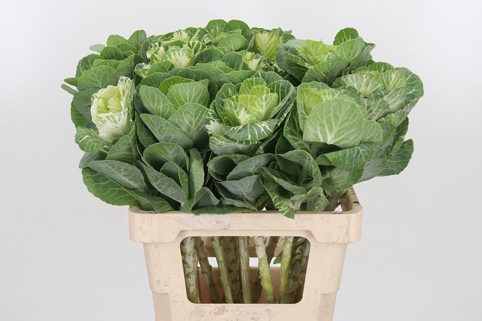 <h4>Brassica White Crane</h4>