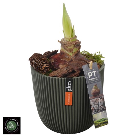 <h4>PTAA7566 Arrangementen Hippeastrum</h4>
