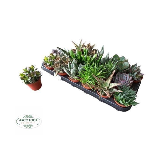 <h4>Succulent mixed 8 sorts 8,5Ø 12cm</h4>