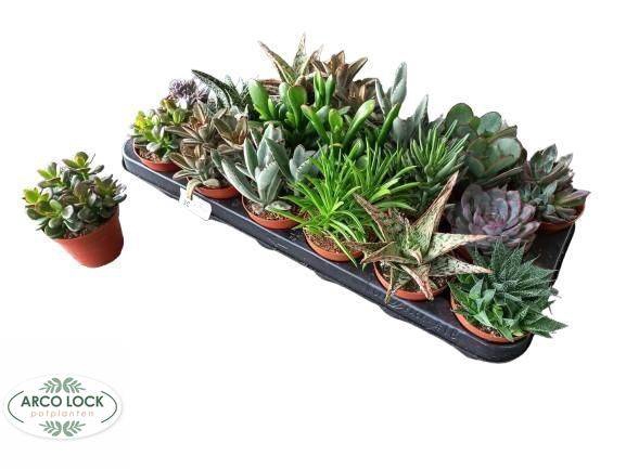 Succulent mixed 8 sorts 8,5Ø 12cm