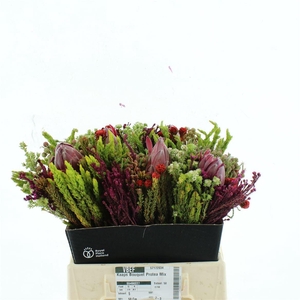 Kaaps Bouquet Protea Mix