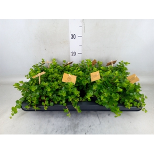 Peperomia rotundifolia