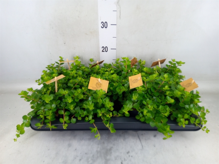 <h4>Peperomia rotundifolia</h4>