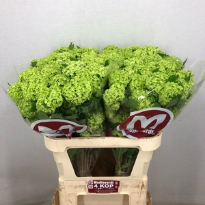 Viburnum L.80 4+flowers