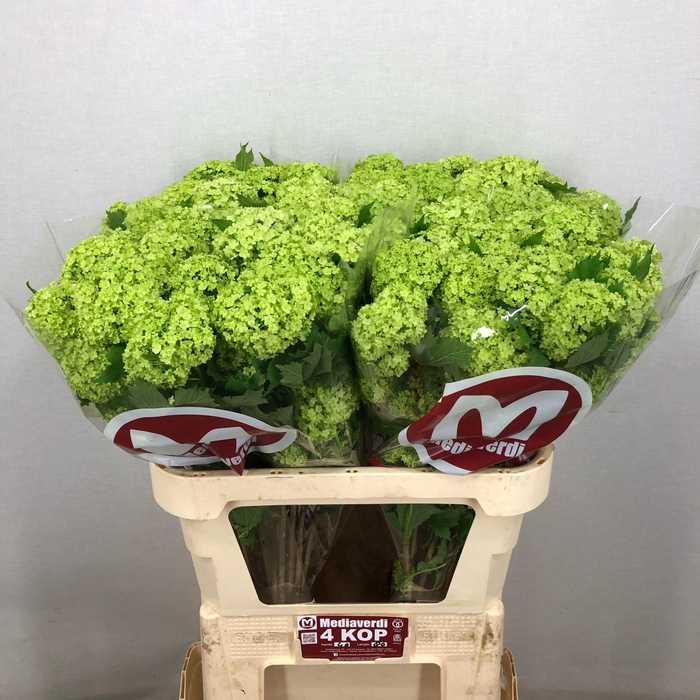 <h4>Viburnum Greenhouse 4 Kop Mediaverdi</h4>