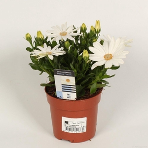 Osteospermum Sunny Pingo