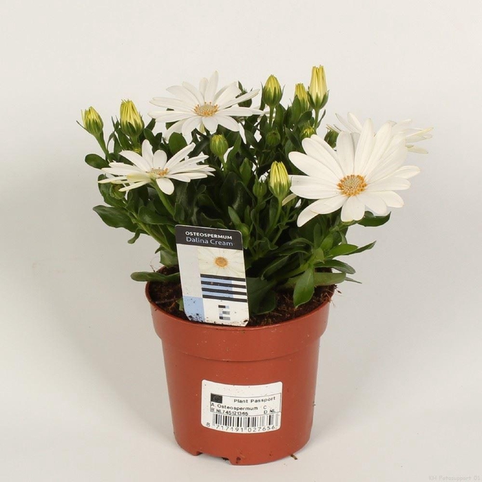 <h4>Osteospermum Sunny Pingo</h4>
