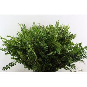 Buxus Groen P Tak