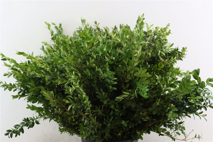 <h4>Buxus Groen P Tak</h4>