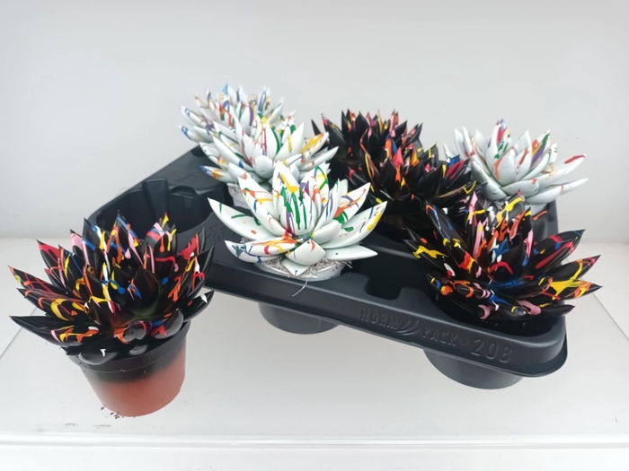 <h4>ECHEV MIRANDA</h4>