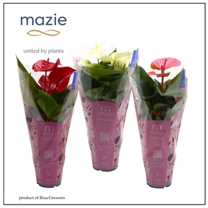 Anthurium KARMA - GrandiFlora Mix in Mazie Love