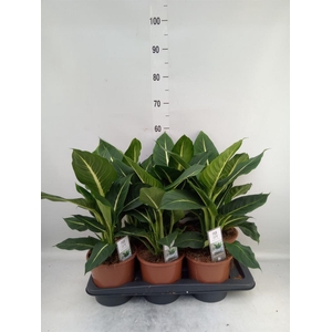 Dieffenbachia  'Green Magic'
