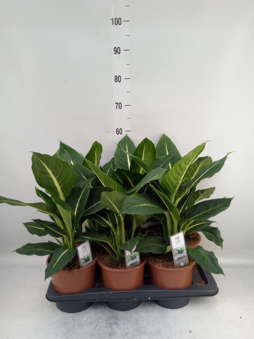 <h4>Dieffenbachia  'Green Magic'</h4>