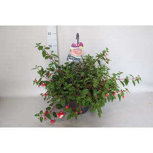 Hangpotten 27 waterreservoir Fuchsia Sir Matt Busby