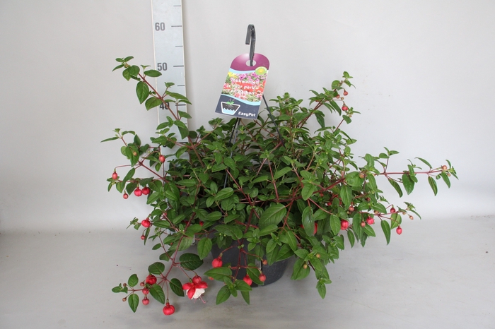 <h4>Hangpotten 27 waterreservoir Fuchsia Sir Matt Busby</h4>
