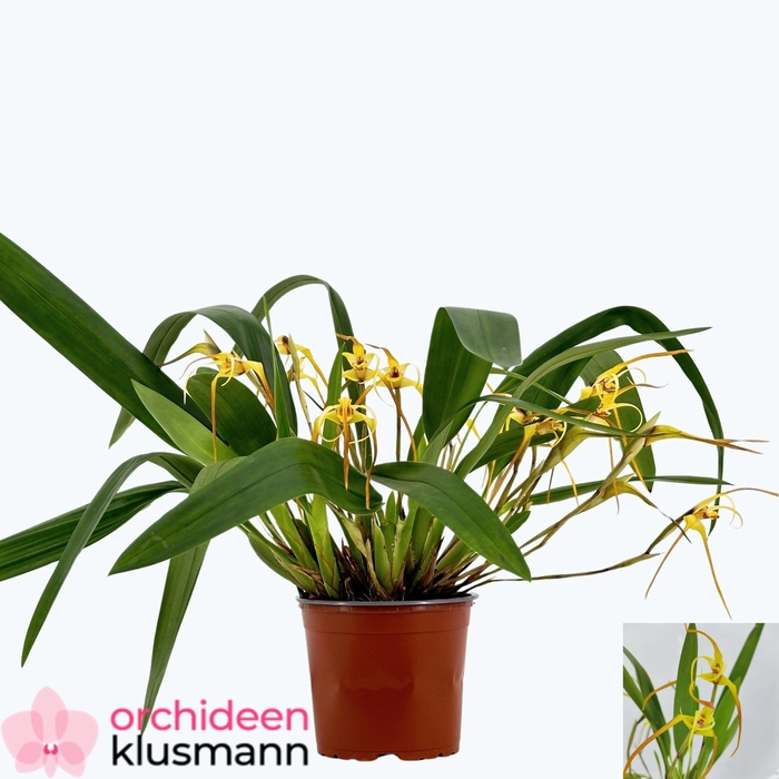 <h4>ORCHIDEEEN OVERIG</h4>