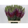 Antirrhinum Potomac Red