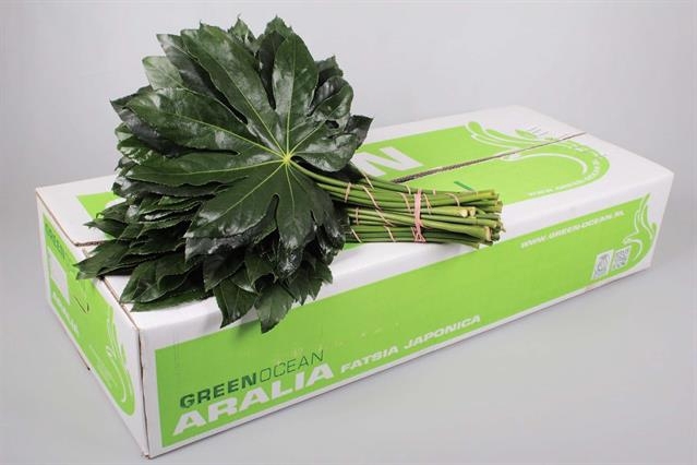 ARALIA 60CM G.O.