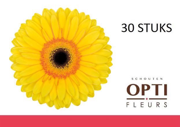 <h4>Gerbera Apollo</h4>