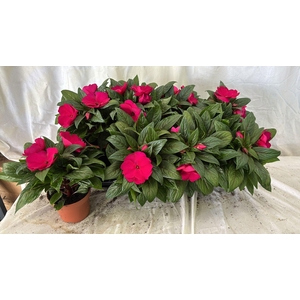 IMPAT CP PURPLE BLUE