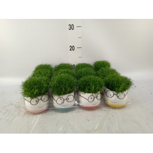 Arr.   Kamerplant Groen L%