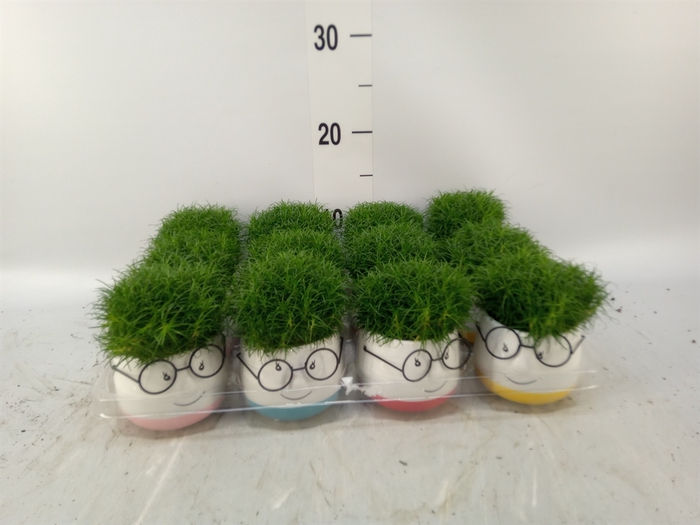 <h4>Arr.   Kamerplant Groen L%</h4>