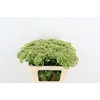 SEDUM HERBSTFREUDE NATURE FRIENDLY
