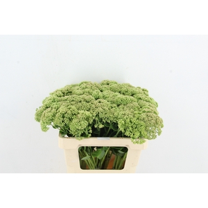 SEDUM HERBSTFREUDE NATURE FRIENDLY