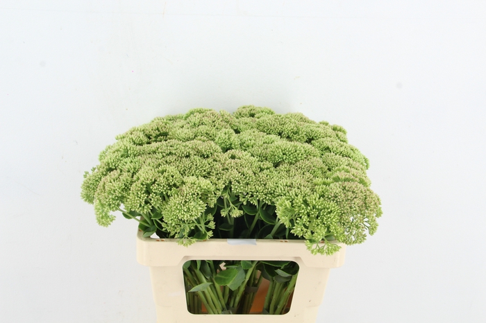 <h4>SEDUM HERBSTFREUDE NATURE FRIENDLY</h4>