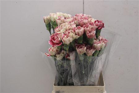 <h4>Di St Heidy</h4>