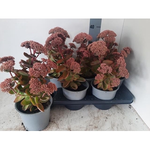 SEDUM S ROSE CHARM