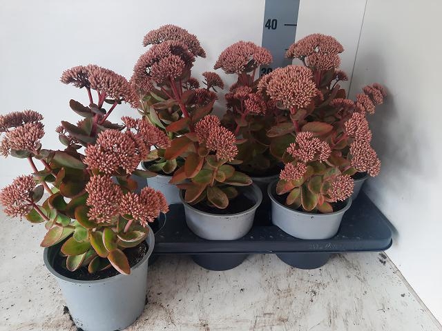 SEDUM S ROSE CHARM